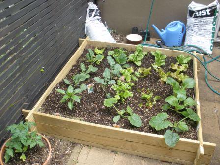 Here is my vege patch, I plated it 2 weeks ago and I'm very proud.